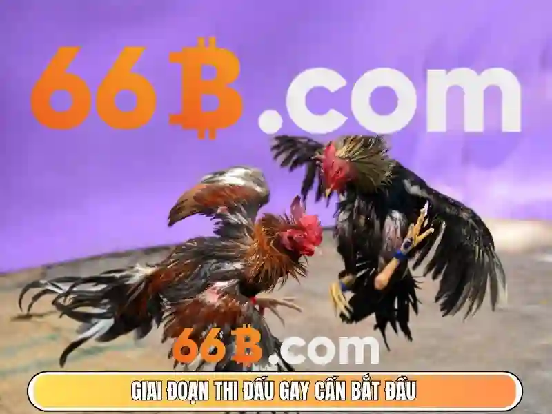 66b nhà cái – tổng quan chủ đề và giá trị cốt lõi