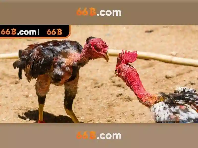 Khả năng áp dụng của 66b trong giáo dục
