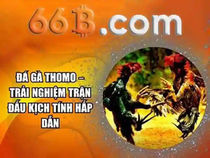 66b nhà cái – tổng quan chủ đề và giá trị cốt lõi