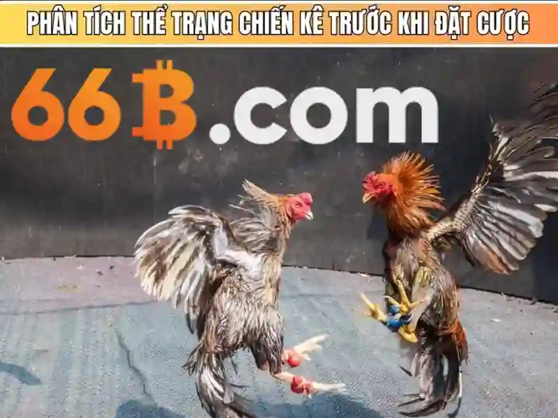 Tong quan ve dieu khoan su dung va chinh sach tai nha cai 66b