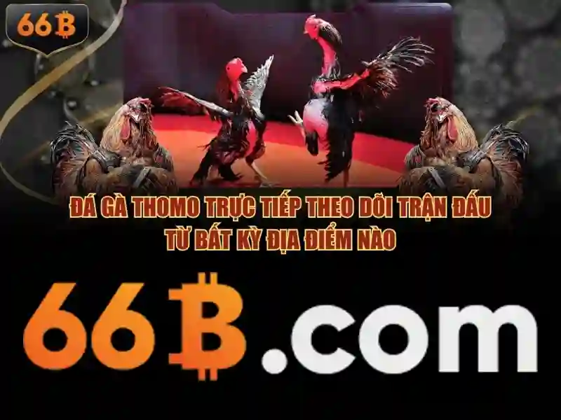 giao dịch 66b – Tổng quan và trải nghiệm người dùng