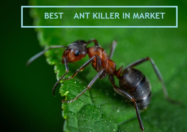 Best Ant Killer for Lawns Review