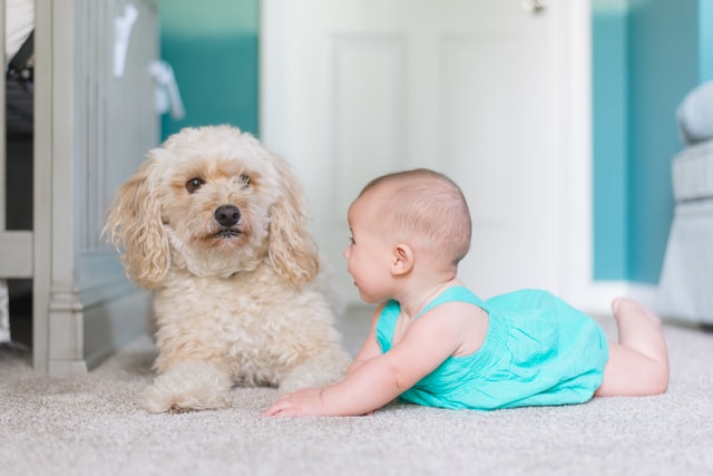 How to Find the Best Carpet Cleaner?